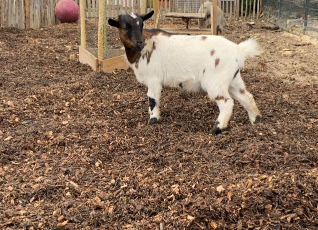 Photo de LA FERME DU GRAND CHEMIN