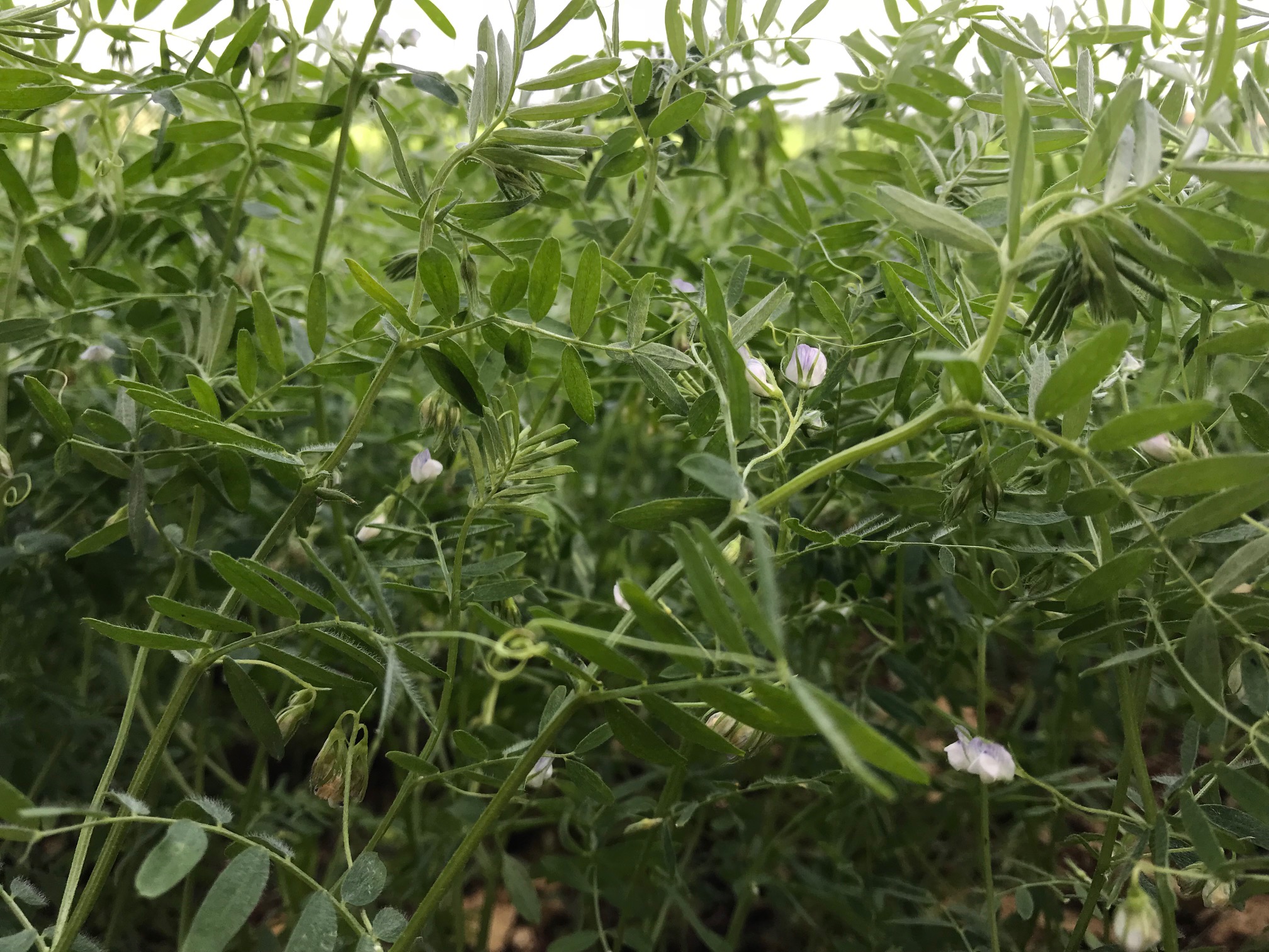 MISS'TILLE ET COMPAGNIE