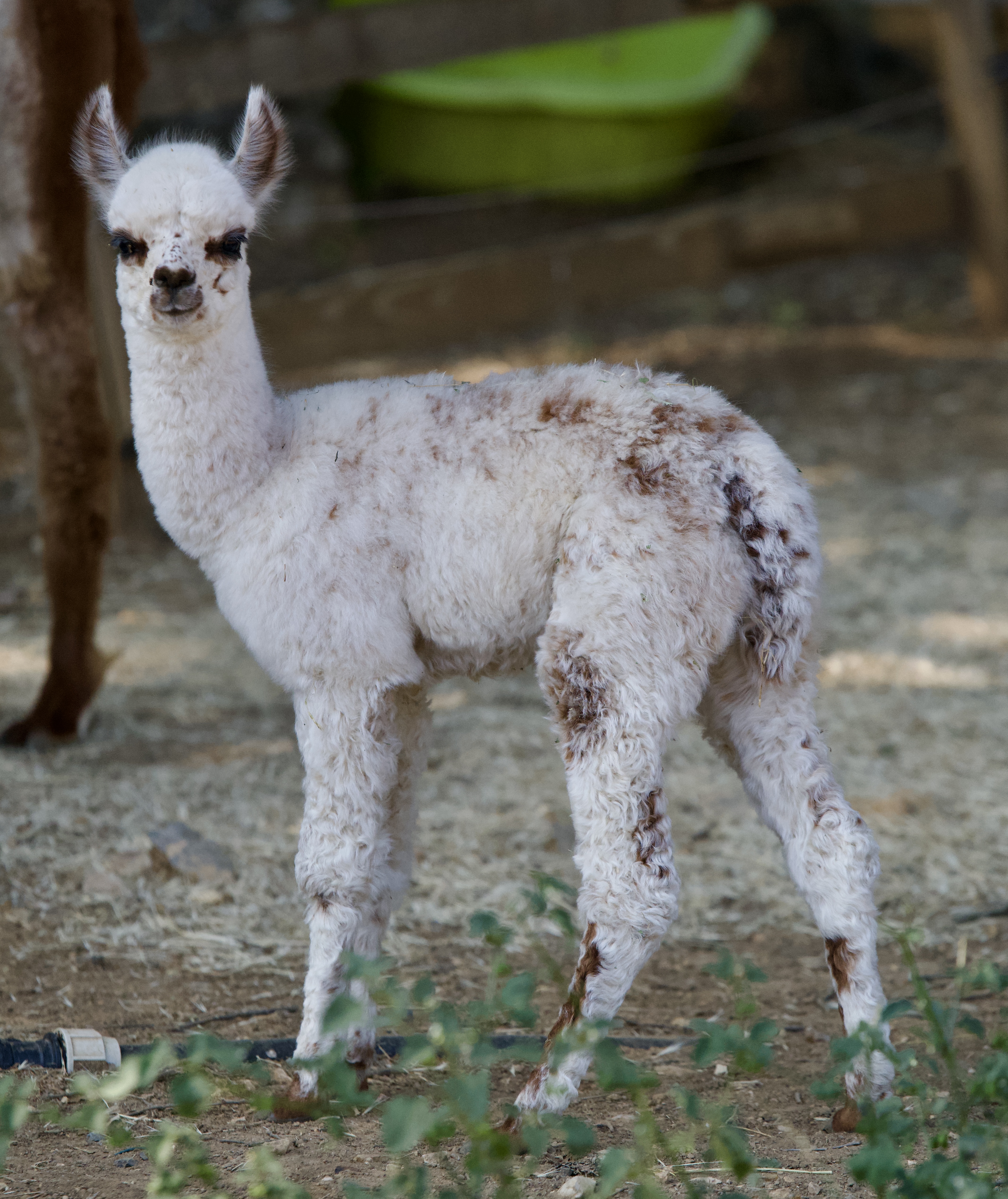 Photo de Les ecuries d’edoras