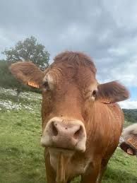 Photo de Visite de ferme