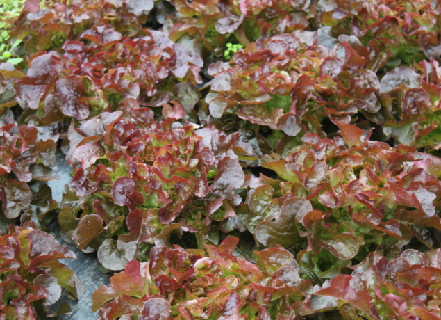 Photo de EARL LA PLAINE MARAICHERE