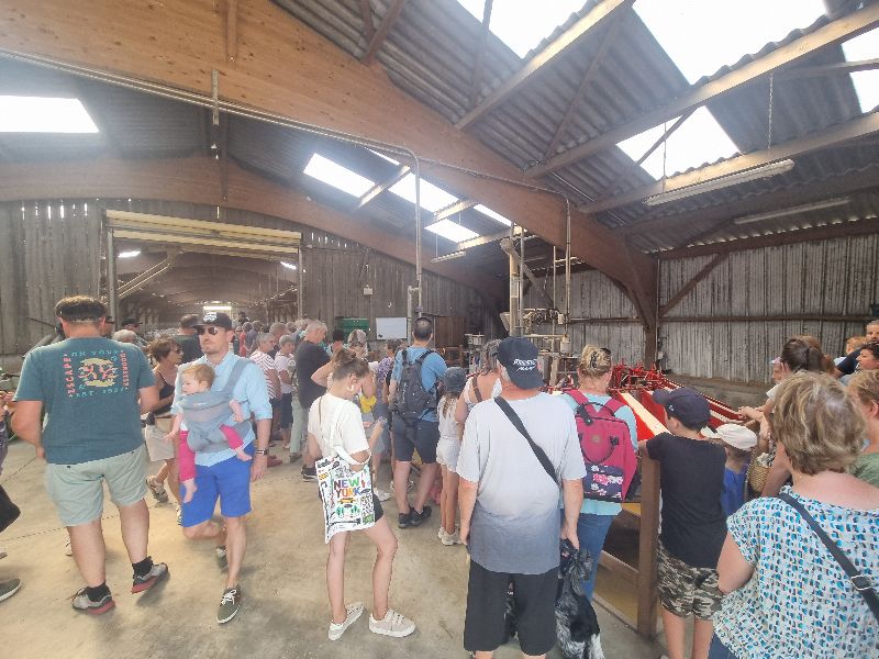 Photo de Traire les chèvres