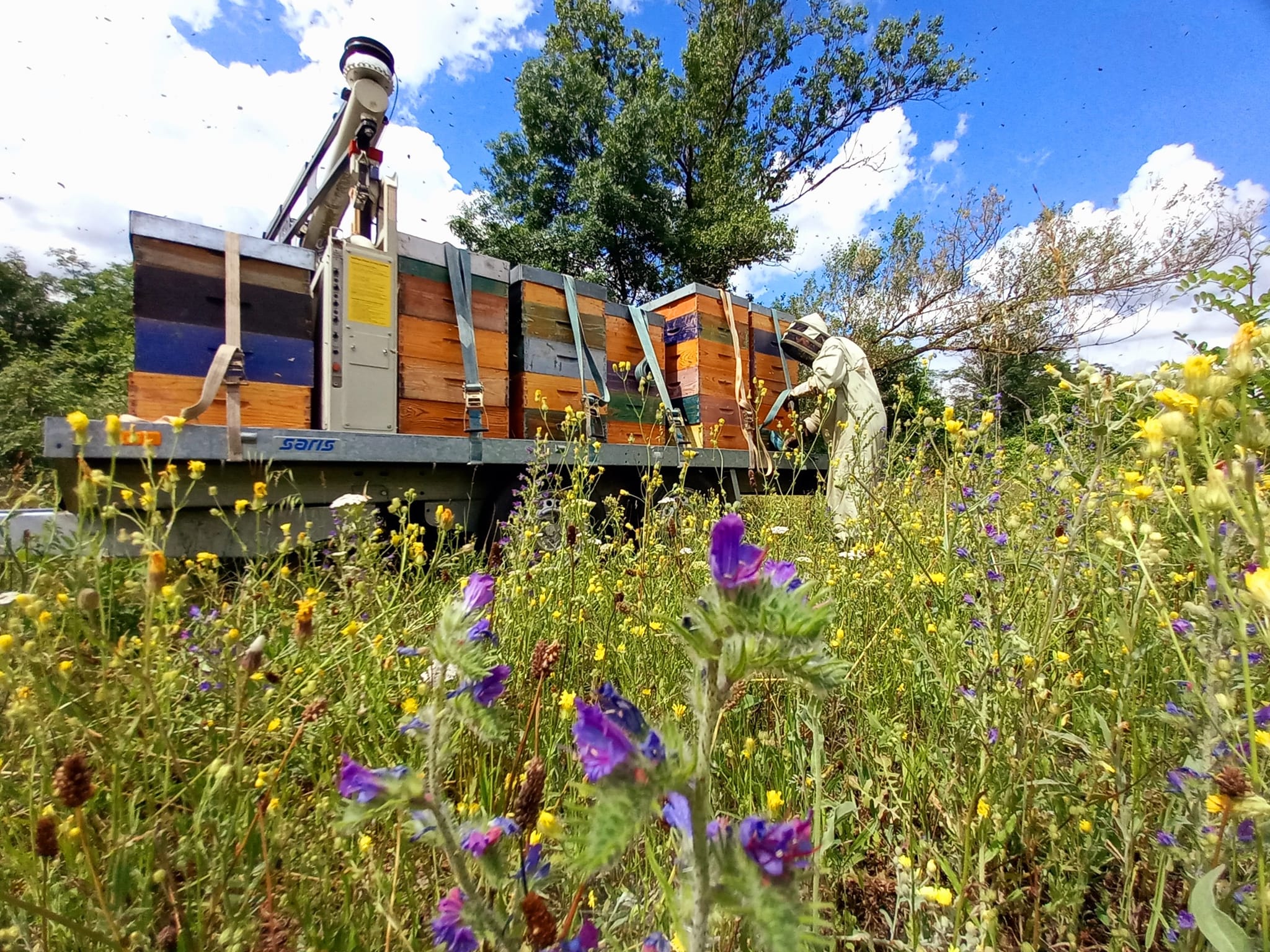 Photo de Miellerie à tire d'aile