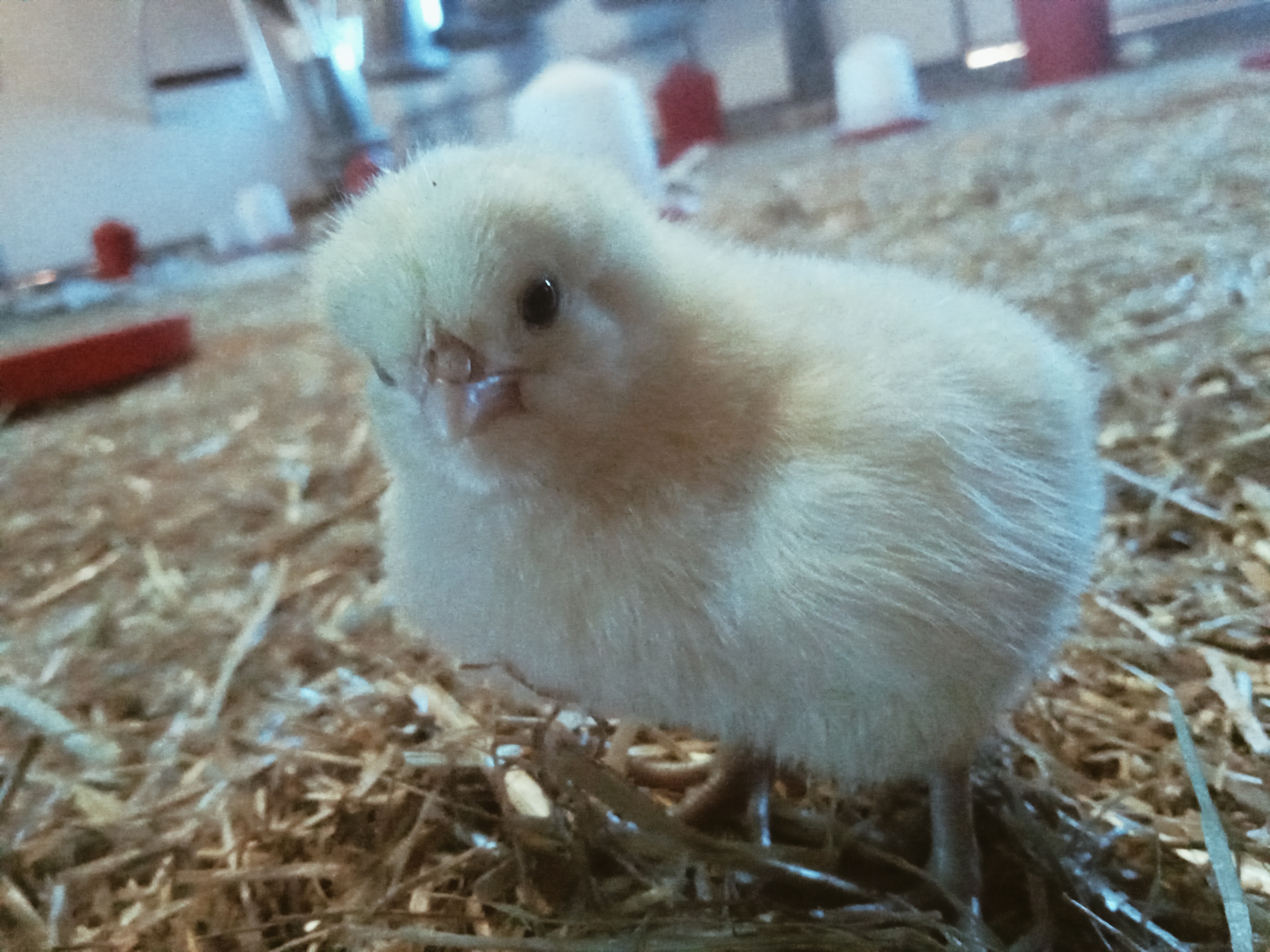 Photo de La ferme du Coq Bressan