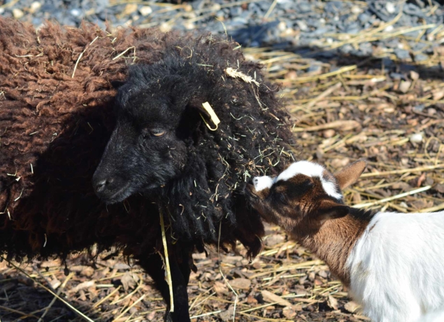 Photo de LA FERME DU GRAND CHEMIN