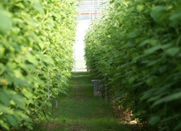 Photo de EARL LA COLLINE AUX FRUITS - Alvina Nauche et Thierry Bouillaguet