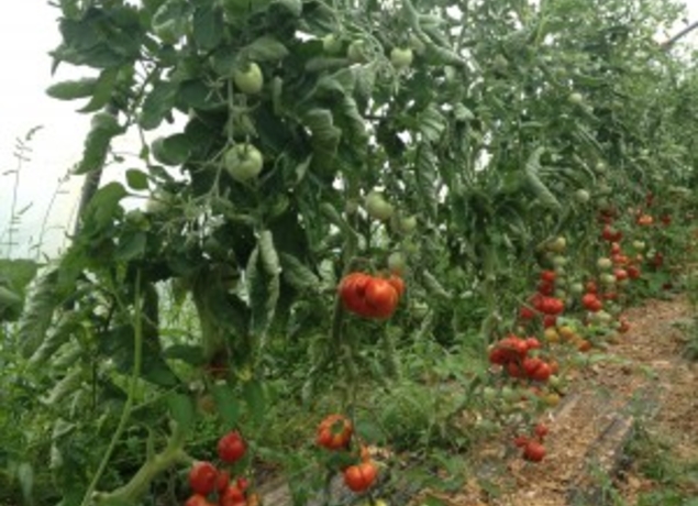 Photo de LA FERME DES VEYSSIERES - Victor LAGRAVE