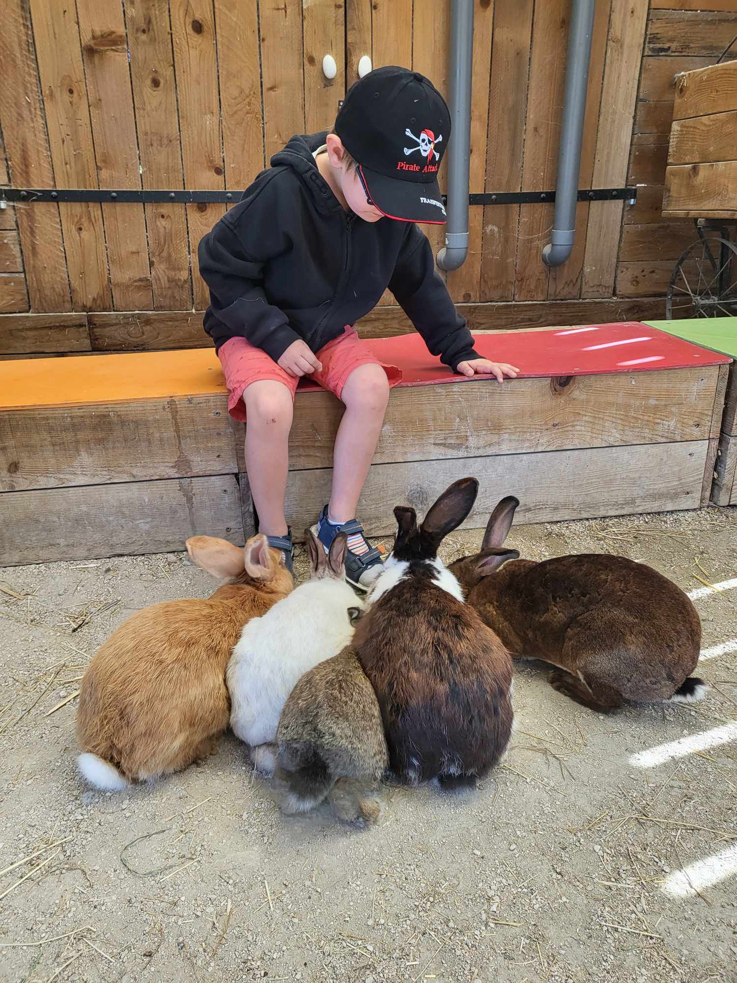Photo de matiné à la ferme
