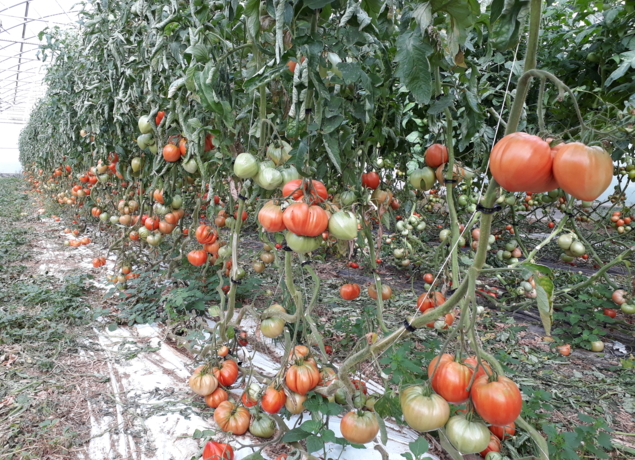 Photo de MAURICE DE POINCY