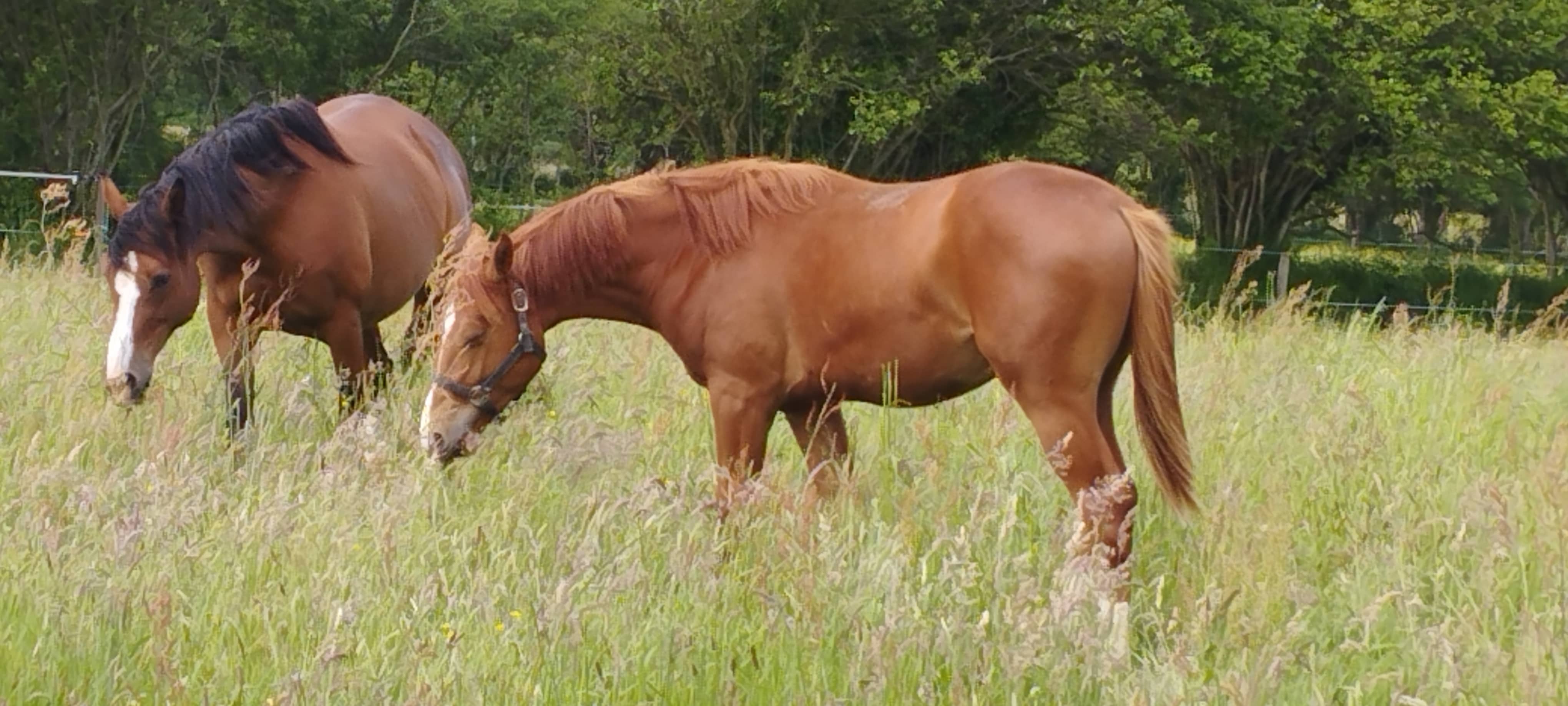 Photo de La Renaudière Féret