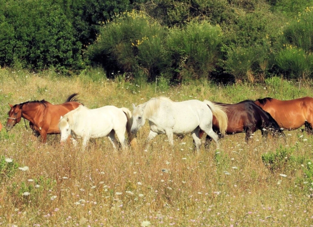 Photo de LE CHEVAL PAR NATURE