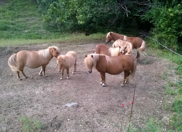Photo de Les poneys du val d'émeraude