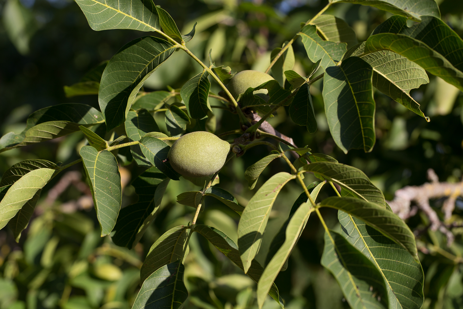 Photo de Ferme Andrevias 