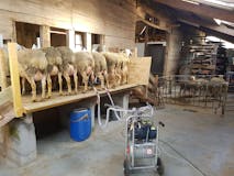 Photo de Deviens acteur de la traite des brebis