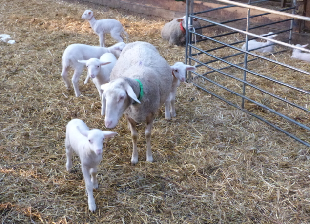 Photo de LA BERGERIE DE CROZON