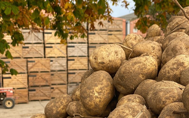 Photo de Immersion au coeur d'une chipserie fermière