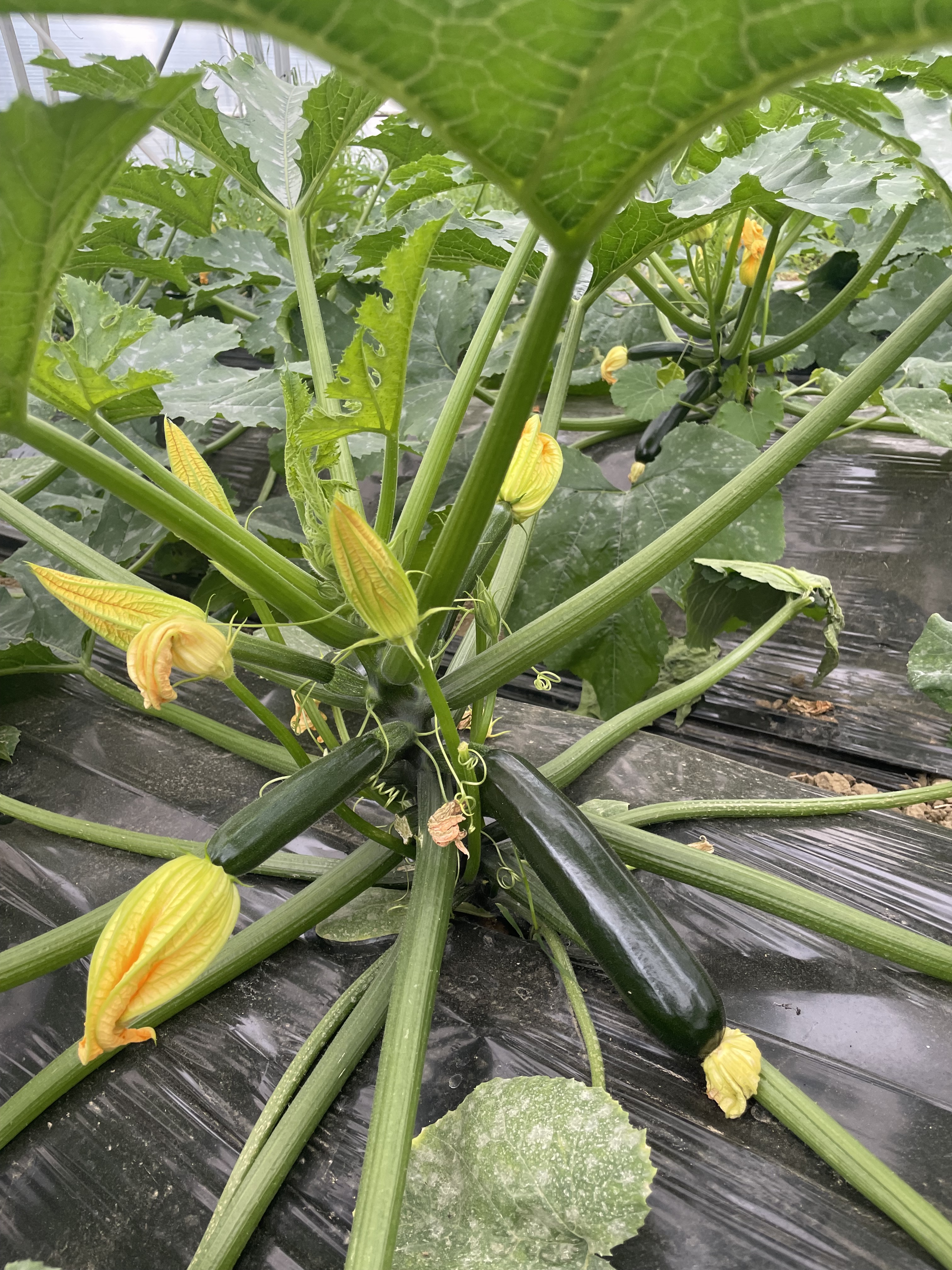 Photo de Les Jardins de Saint Sernin
