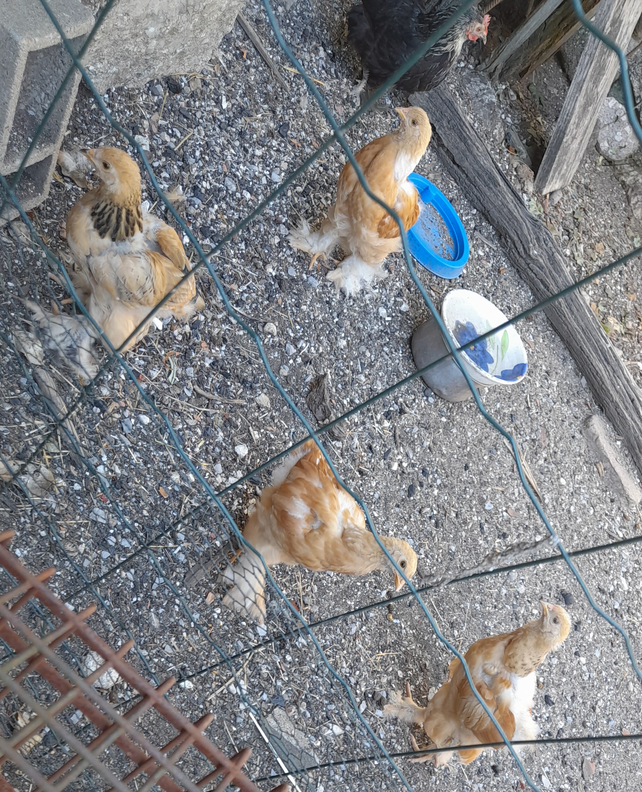 Photo de Les poneys du val d'émeraude