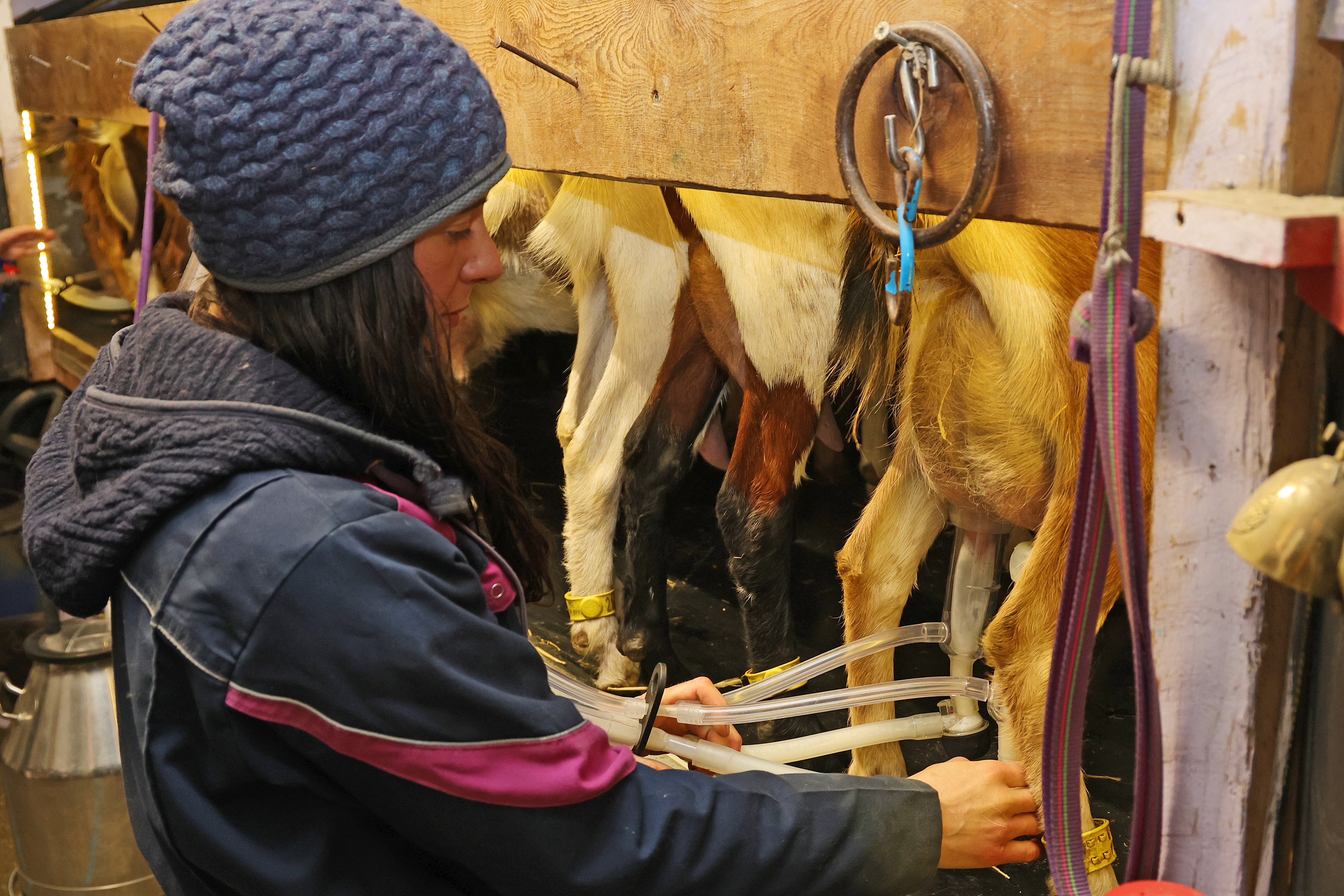 Photo de Assistez à la traite des chèvres