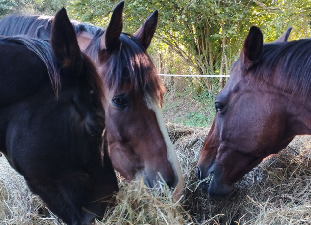 La Renaudière Féret
