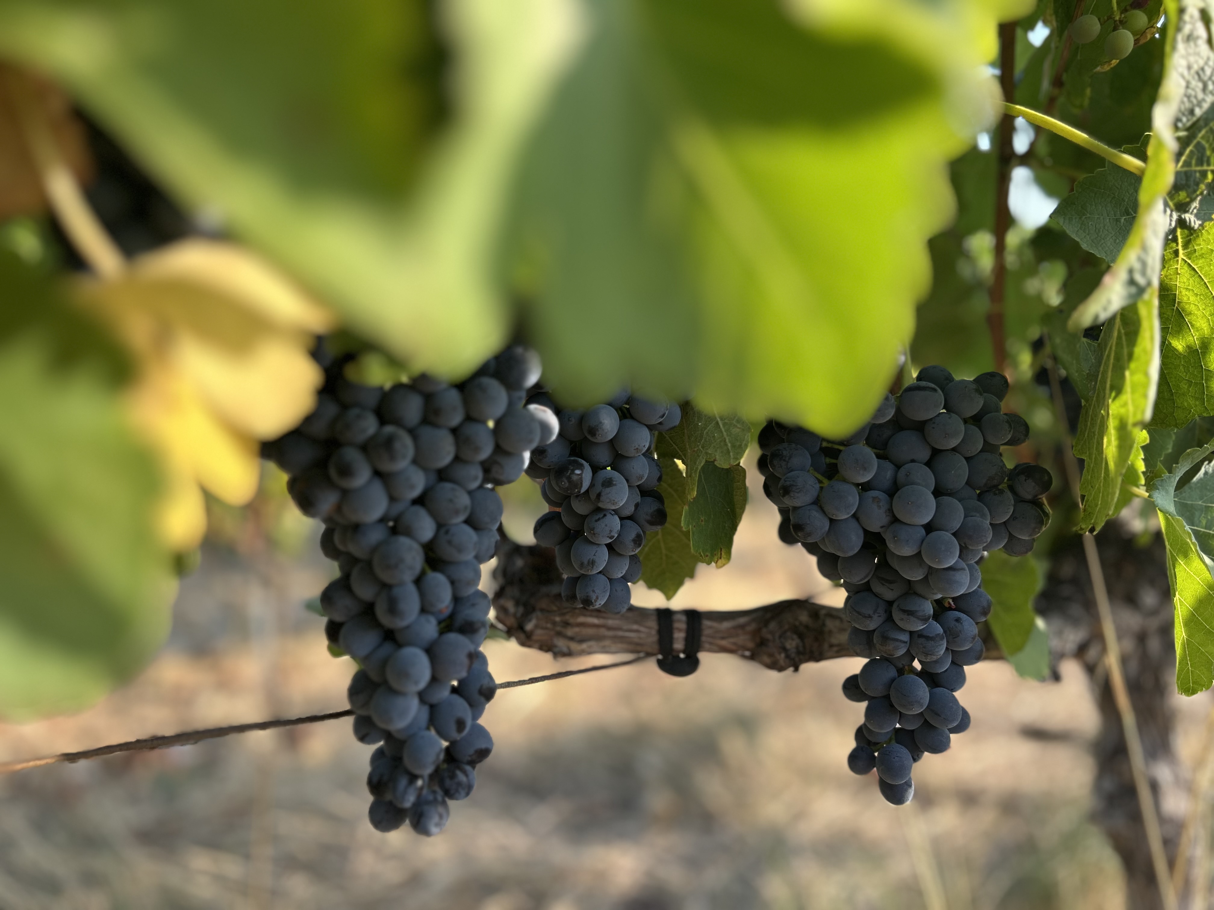 Photo de Domaine des Conquêtes