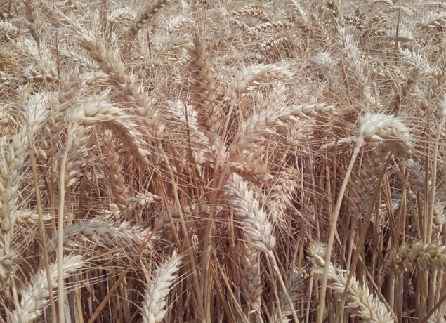 Photo de Ferme RUETTE <br> Le moulin d'Agnès: farines, spécialité céréalière, nouille, préparations gourmandes sucrées