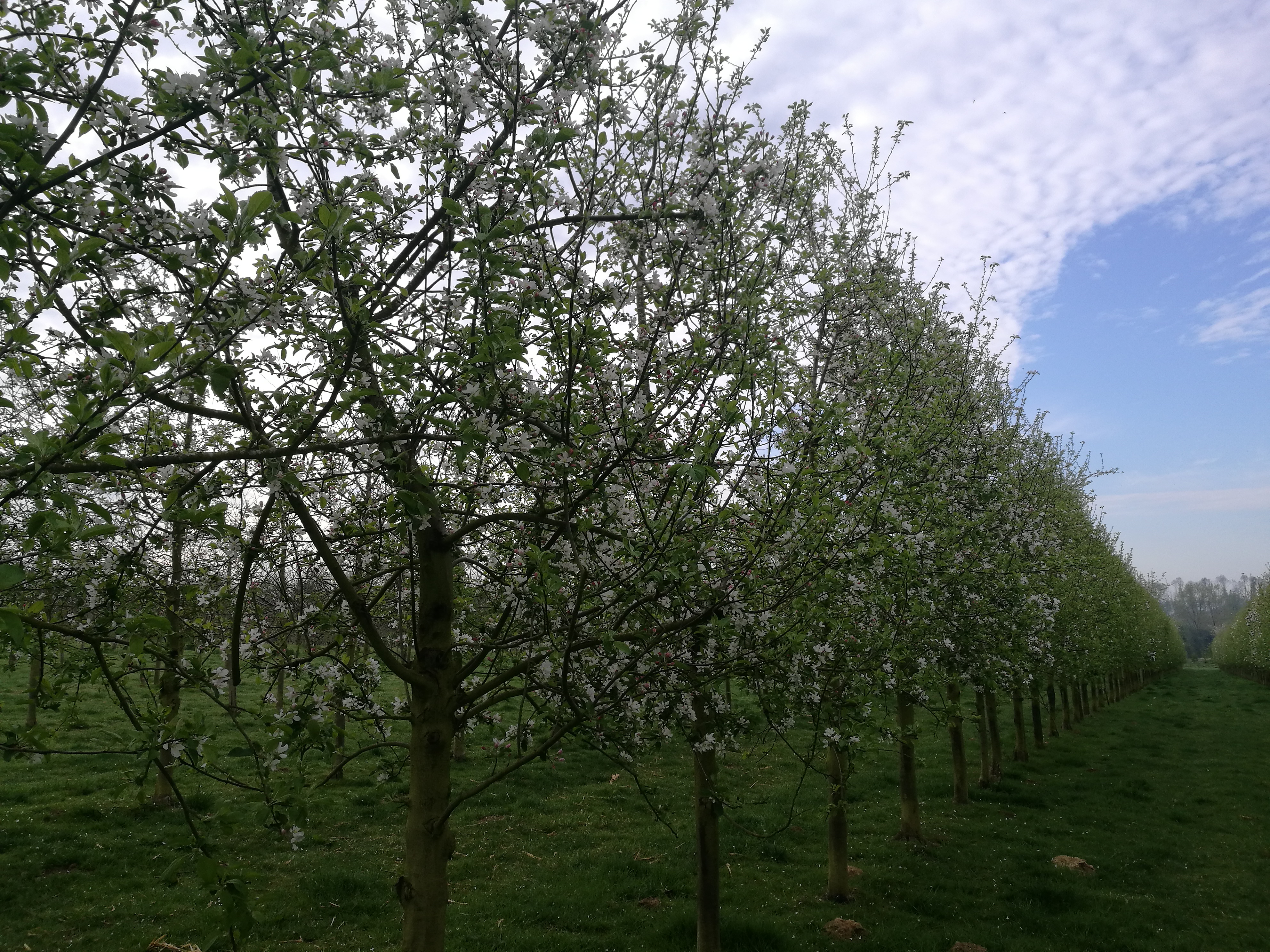 Photo de Cidrerie Guérin 