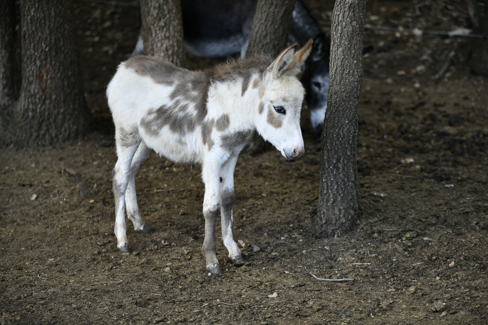 Photo de Les ecuries d’edoras
