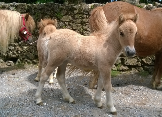 Photo de Les poneys du val d'émeraude