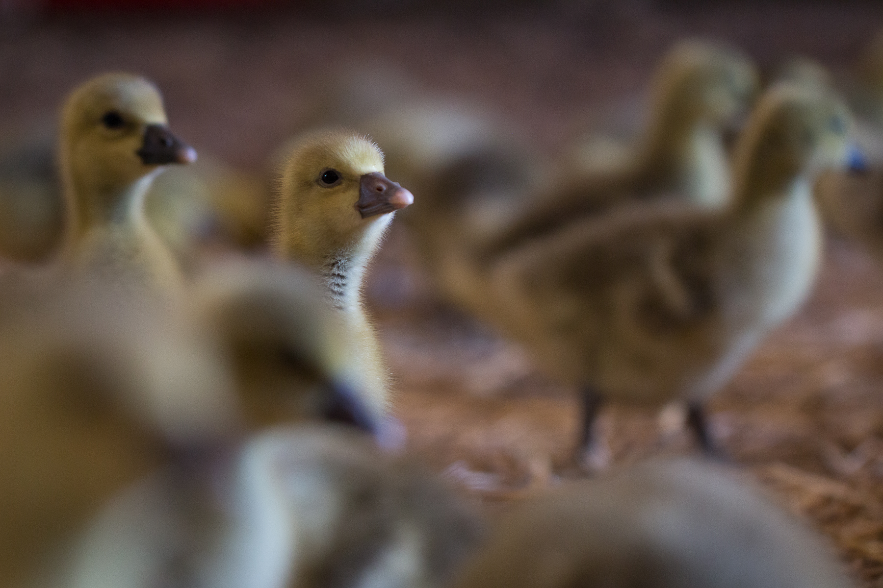 Photo de Ferme Andrevias 