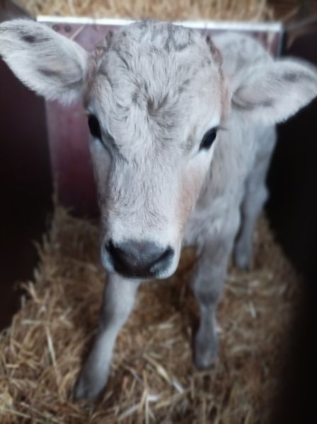 Photo de Visite Guidée ferme + fromagerie