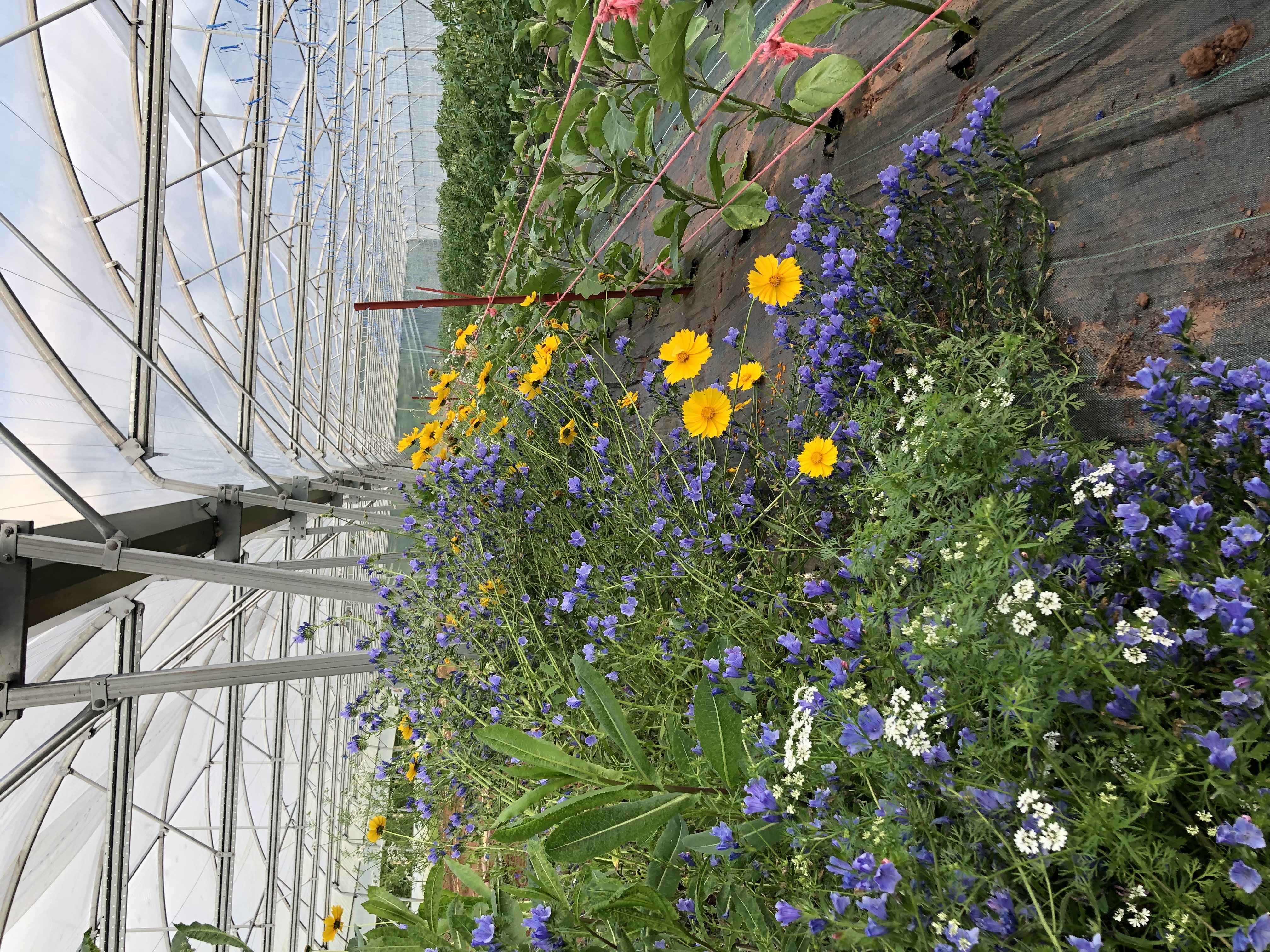 Photo de Charles et Colombe 