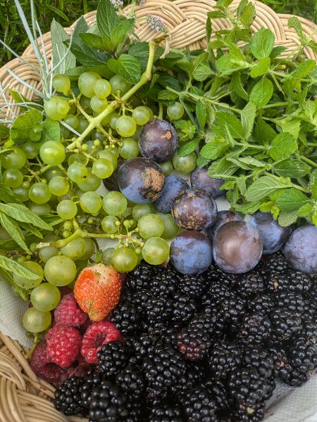 Cueillette des plantes sauvages et aromatiques avec dégustation 